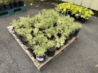 Varigated Shrub, Qty. 30