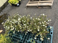 Mckay's White Potentilla, Qty. 12