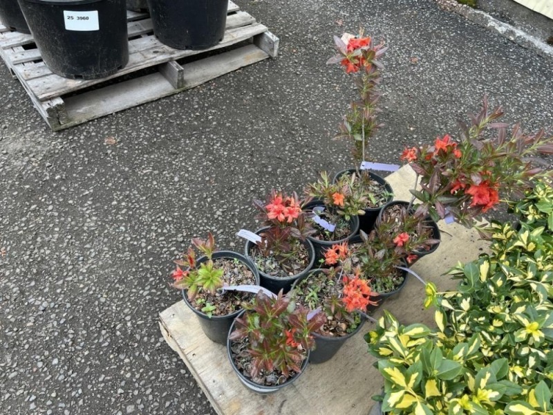 Fireball Azalea, Qty. 8