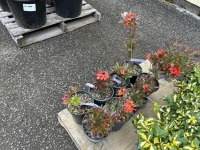 Fireball Azalea, Qty. 8