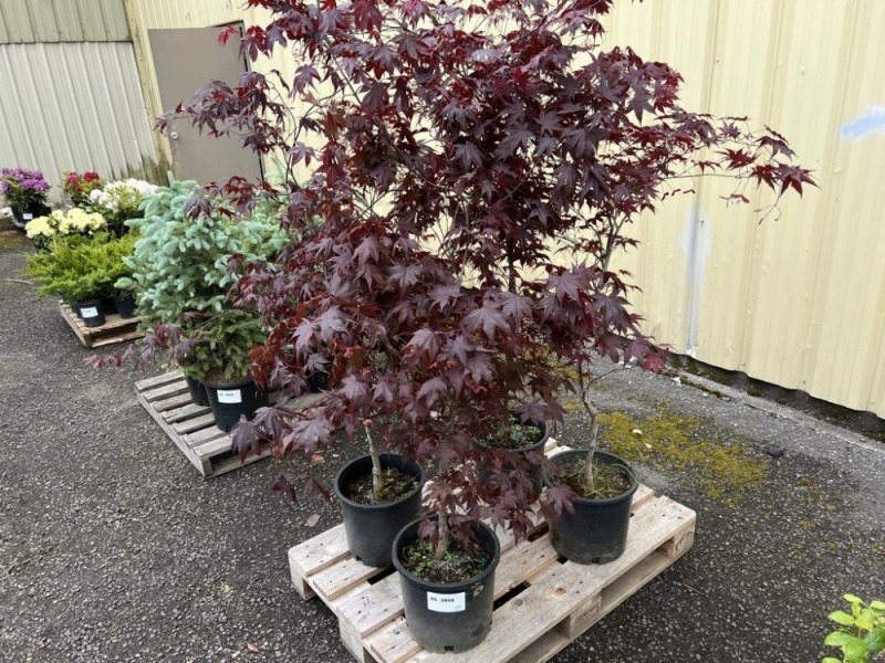 Japanese Maple, Qty. 4