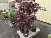 Japanese Maple, Qty. 4