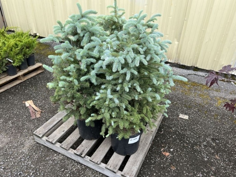 Colorado Blue Spruce, Qty. 4