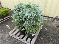 Colorado Blue Spruce, Qty. 4
