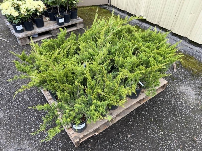 Sea Green Juniper, Qty. 24