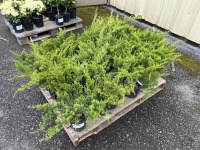 Sea Green Juniper, Qty. 24