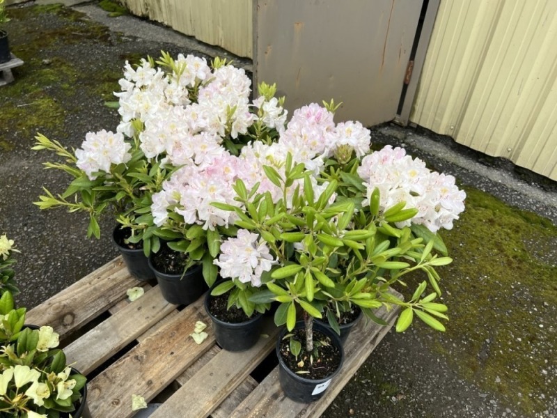 Rhododendron, Qty. 12