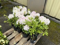 Rhododendron, Qty. 12