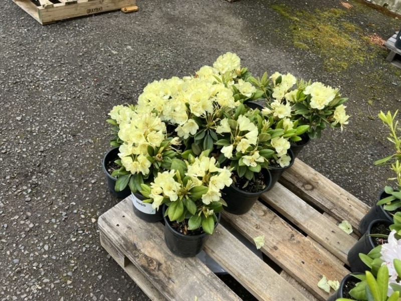 Lemon Rhododendron, Qty. 12