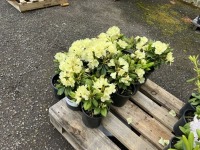 Lemon Rhododendron, Qty. 12