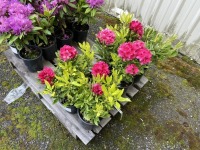 Rhododendron, Qty. 8