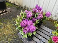 Purple Rhododendron, Qty. 8