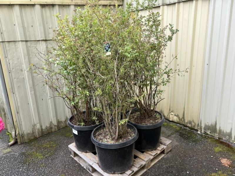 Bluecrop Blueberry, Qty. 4