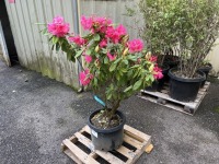 Anah Kruschke Rhododendron