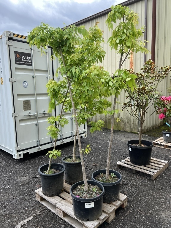 Green Vase Zelkova Tree, Qty. 2