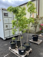 Green Vase Zelkova Tree, Qty. 2