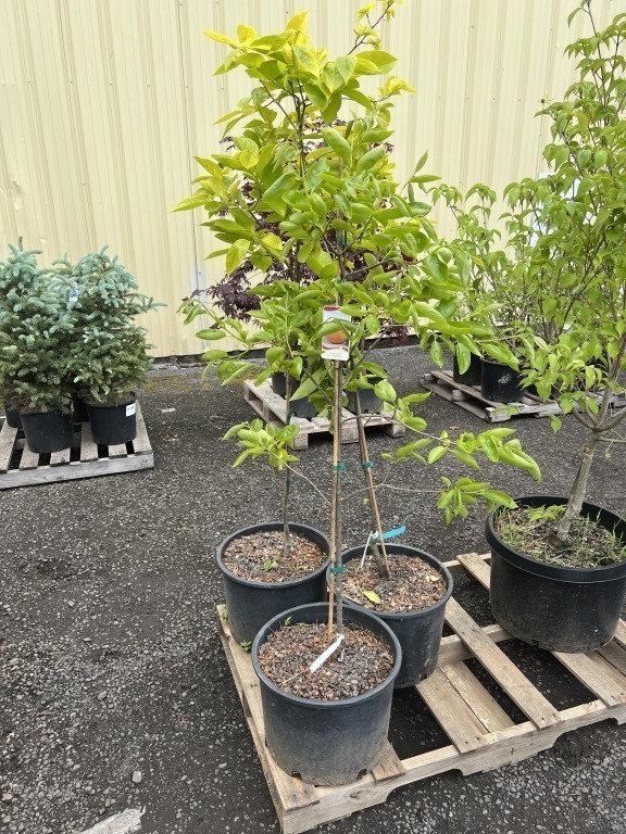Fuyu Persimmon Tree, Qty. 3