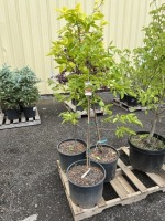 Fuyu Persimmon Tree, Qty. 3