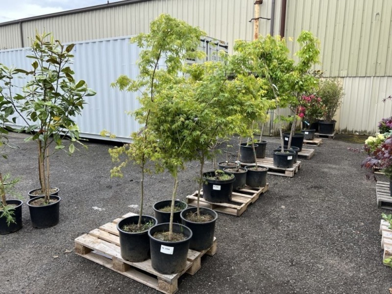 Upright Green Maple Tree, Qty. 4