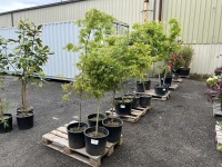 Upright Green Maple Tree, Qty. 4