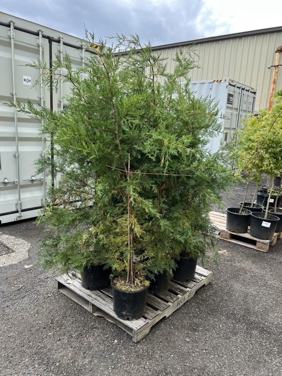Leyland Cypress, Qty. 6