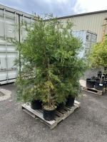 Leyland Cypress, Qty. 6
