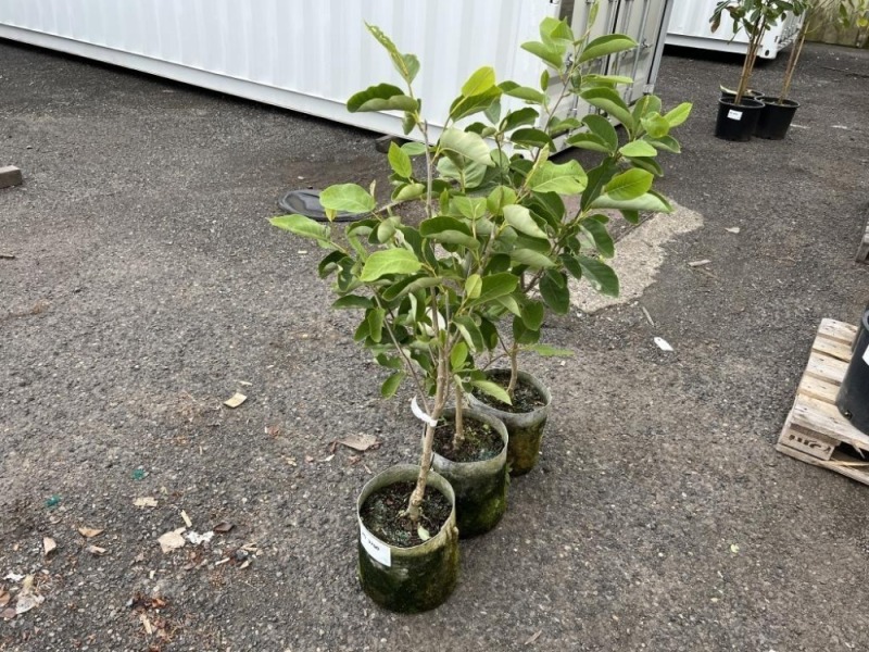 Oyama Magnolia, Qty. 3