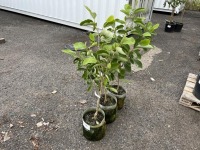 Oyama Magnolia, Qty. 3