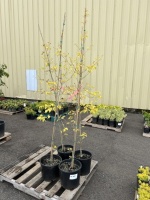 Golden Chinese Dogwood, Qty. 4