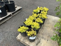 Solar Spice Stonecrop, Qty. 12