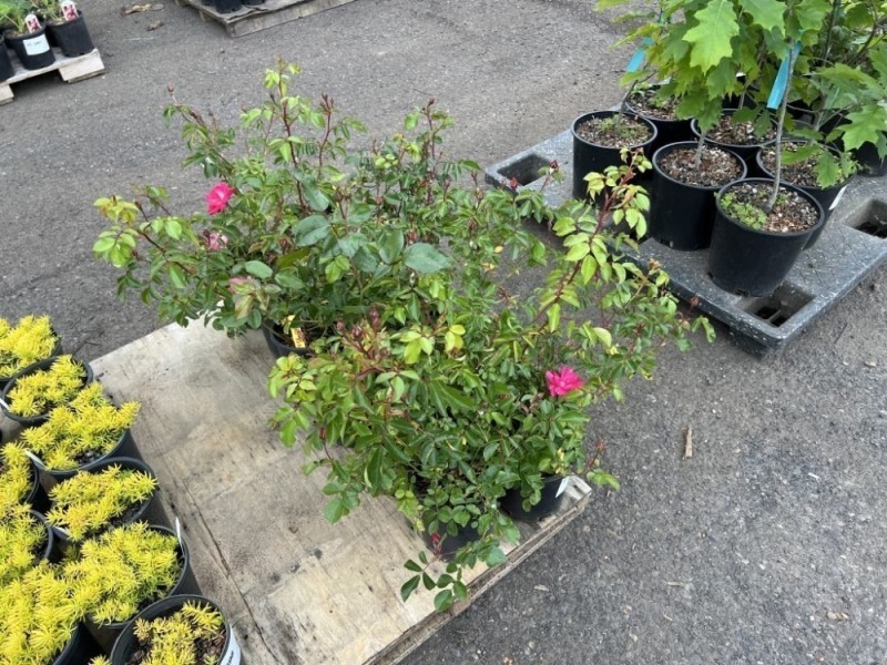 Shrub Roses, Qty. 12
