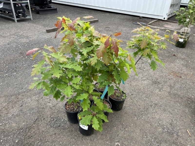 Red Oak, Qty. 6