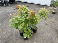 Red Oak, Qty. 6