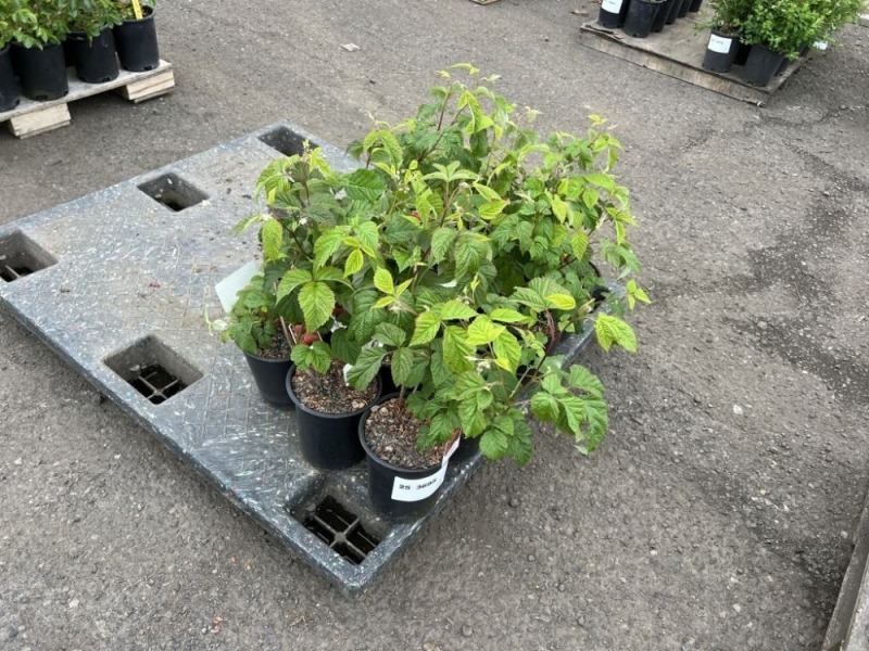 Lewis Raspberry, Qty. 12