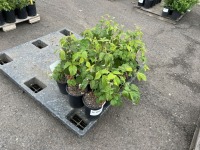 Lewis Raspberry, Qty. 12
