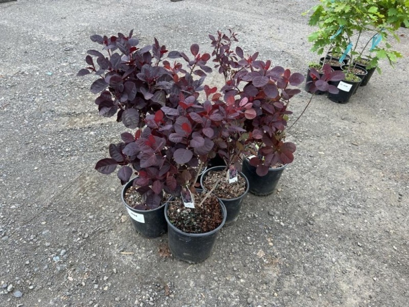 Purple Smoke Bush, Qty. 6