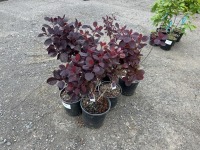 Purple Smoke Bush, Qty. 6