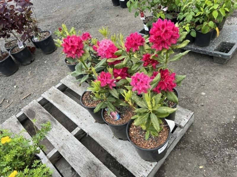 Nova Zembla Rhododendron, Qty. 8