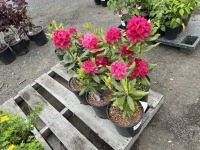 Nova Zembla Rhododendron, Qty. 8