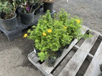 Mandarin Tango Potentilla, Qty. 6