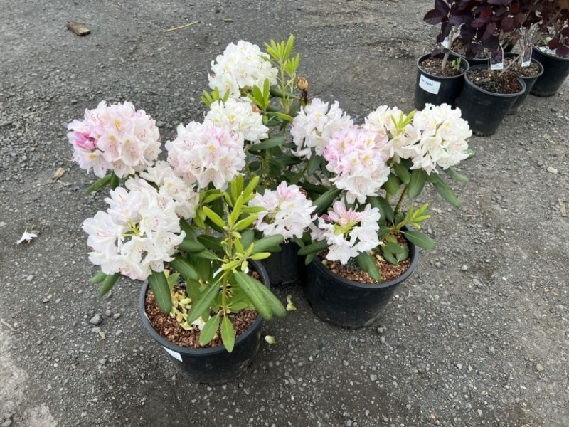 Catawbiense Album Rhododendron, Qty. 3