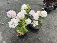 Catawbiense Album Rhododendron, Qty. 3