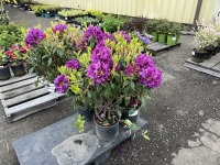 Purple Rhododendron, Qty. 4