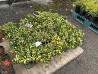 Moonshadow Euonymus, Qty. 20