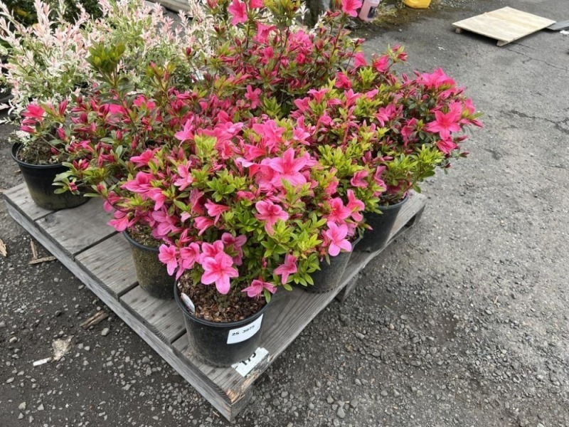 Macrantha Pink Azalea, Qty. 6
