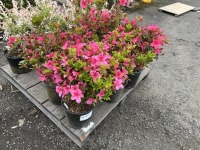 Macrantha Pink Azalea, Qty. 6