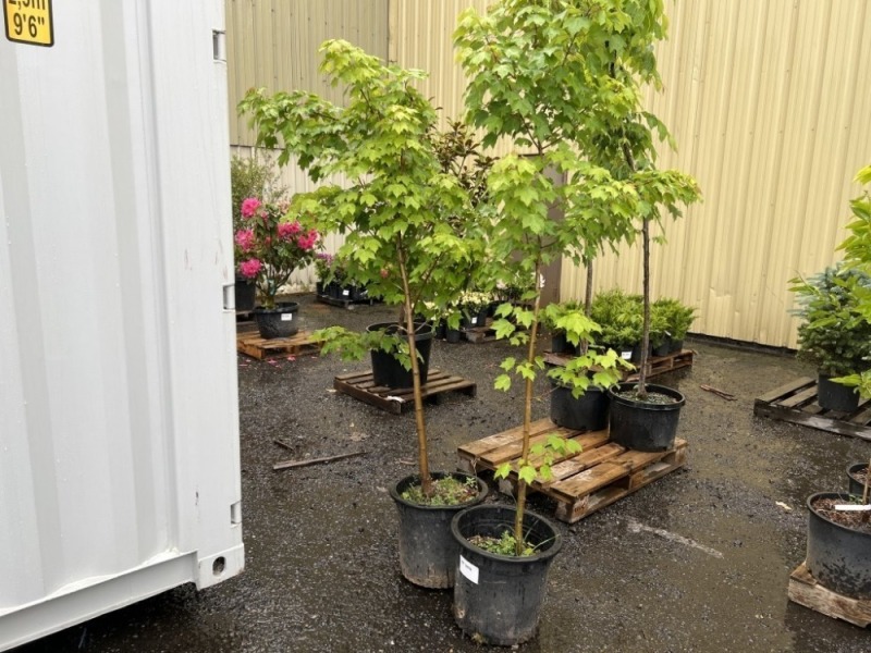 Maple Trees, Qty. 2