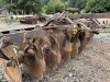 Disk Harrow - 12