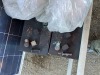 Solar Panels, Charger & Harris Batteries - 9