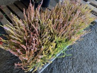 Winter Chocolate Heather, Qty. 10